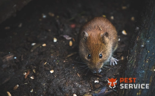 Дератизация в Костроме